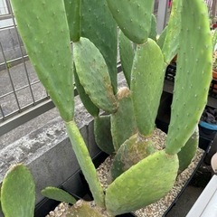 ウチワサボテン　バーバンク　10株セット