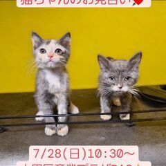 7/28（日）猫ちゃん達のお見合い(⋈◍＞◡＜◍)。✧♡ (譲渡...
