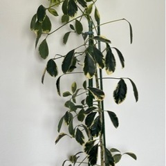 鑑賞植物差し上げます