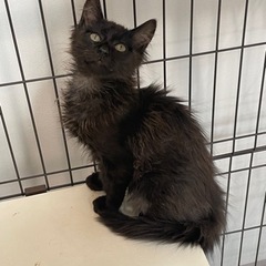 メインクーンみたいなゴージャスな黒モフちゃん