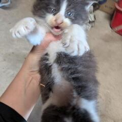 生後1ヶ月弱ハチワレちゃん