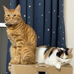 猫ちゃんがいる空間でボドゲしませんか？