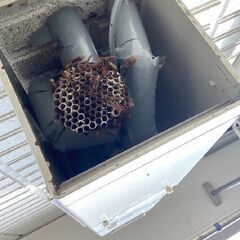 蜂駆除専門の【害虫駆除ダッシュ３６５ 荻窪営業所】 - 害虫/害獣駆除