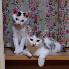 保護猫活動してます!!急募‼️里親募集‼️