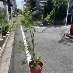 [植物売ります] モミジ
