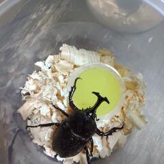 カブトムシの画像