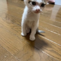 子猫ちゃん❤️