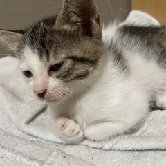 子猫ちゃん❤️ - 宮崎市