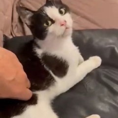 懐っこ大人しい♡優しい白黒ハチワレちゃん