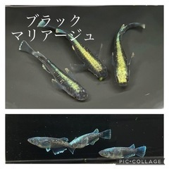 【nego_mdk】飼育場見学、購入大歓迎‼️