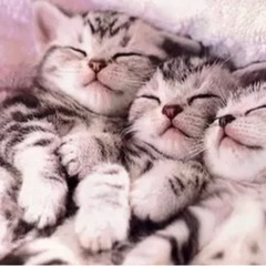 ❤️全国雑談通話グルチャ💙グル通しませんか🐾通話お喋り好きな❤💙さん募集🐾 - 京都市