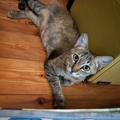 ２歳のきじ柄美猫、出産後里親急募！