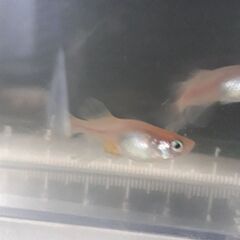 🐟ヒレ長　ロングフィン🐟