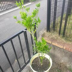 高級みかんのせとかです。
