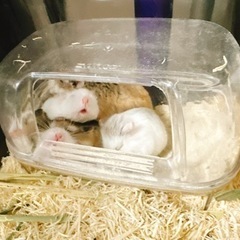 ロボロフスキーの赤ちゃん