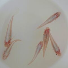 No.51） ５００匹　（手渡し限定）ミックス メダカ 色々セット　他出品中 ハイグレードミックスメダカの通販