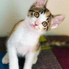 2ヶ月の美人猫ちゃん。終生家族としてお迎えして下さるご家族様にお...