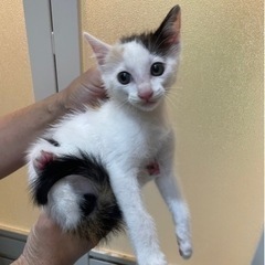 子猫