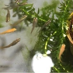 メダカ成魚10匹！