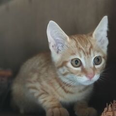 募集再開！子猫3キョウダイ　
