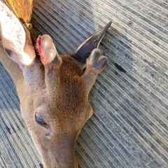 鹿の角　鹿茸の画像