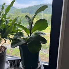 生活雑貨 家庭用品 ガーデニング　観葉植物　カシワバゴム　の画像