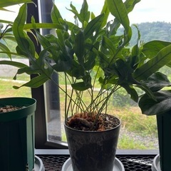 観葉植物　シダ系　フルポディゥム　ブルースターの画像