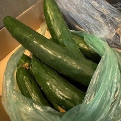 野菜　きゅうり　形わるい　3本100円