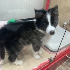 ボーダーコリー3歳
