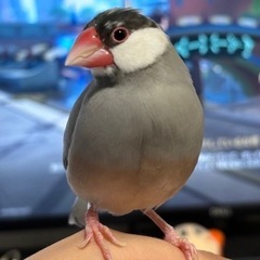 迷子の桜文鳥を探しています