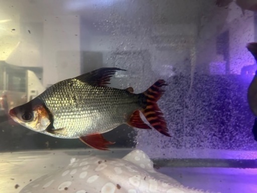 カラープロキロダス32cm前後