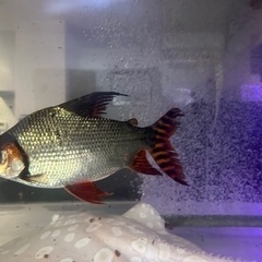 カラープロキロダス32cm前後の画像