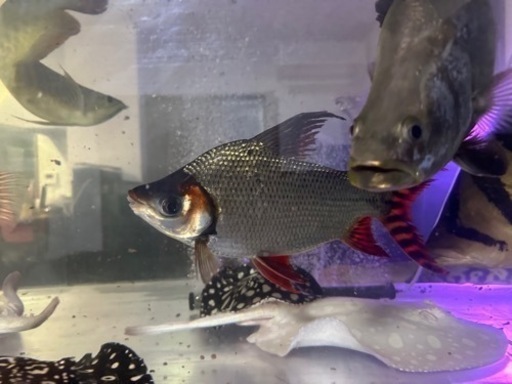 カラープロキロダス32cm前後