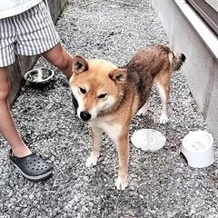 この子の飼い主さん探してます