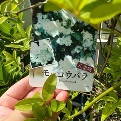 八重咲きモッコウバラ（白）