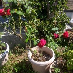 【鉢植え】赤いバラの画像