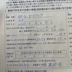 ミニウサギ　