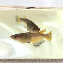 コブラ メダカ 若魚 4匹 検索 エメキン マリアージュ ネプチューンの画像