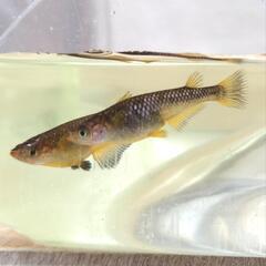 コブラ メダカ 若魚 4匹 検索 エメキン マリアージュ ネプチューンの画像