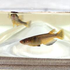 コブラ メダカ 若魚 4匹 検索 エメキン マリアージュ ネプチューンの画像