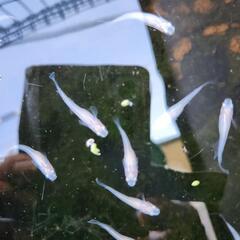 白メダカ
