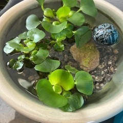【最終値下げ】睡蓮鉢 鉢 メダカ鉢+おまけ(砂利やホテイ草等)　...