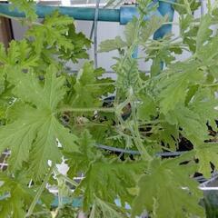 蚊除け草☆ローズゼラニウム