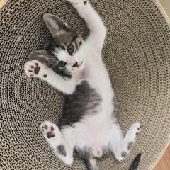 可愛いキジ白の男の子
