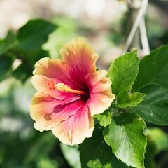 🌺履歴書なし❕❕備品無料貸し出し❕❕スグ働けます❕❕🌺【飯田橋・...
