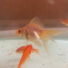 大きな金魚　