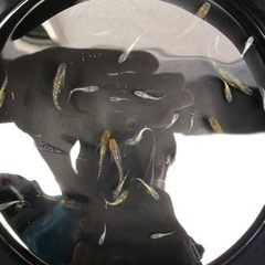メダカ　砂里の画像