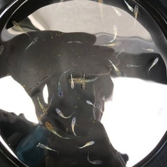メダカ　砂里の画像