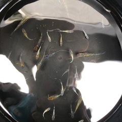 メダカ　砂里の画像