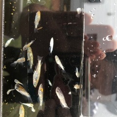 メダカ　砂里の画像